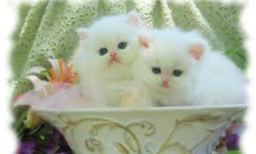 We've gathered 100 cute kitten names for your cute kitty. White Baby Cat Wallpapers Wallpaper Cave