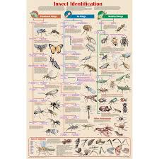 Insect Identification Chart Educational Classroom Poster