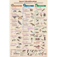 insect identification chart educational classroom poster