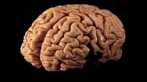 Pin By Angela Bradt On Zombie Party Brain Meme Brain Tissue Brain Stimulation