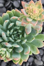 We can't sign you in. X Sedeveria Blue Elf Care Guide With Pictures Succulents Network