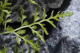 Image result for Asplenium uhligii