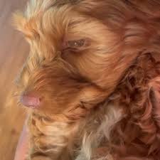 Looking for australian labradoodle puppies? Hhg26kld5v7mwm