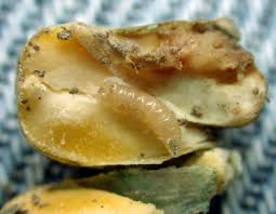 Maybe you would like to learn more about one of these? Seed And Root Maggots Purdue University Vegetable Crops Hotline