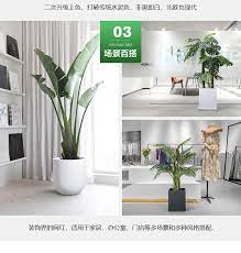 北欧风格水泥花盆黑白色现代简约落地盆客厅庭院装饰绿植花盆大号 tmall com天猫 plants mei