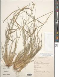 Image result for Enteropogon monostachyos