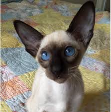 Search for a kitten or cat. Angelstar Cattery Siamese And Oriental Cat Breeder Brisbane Qld