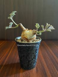 Image result for Cyphostemma barbosae