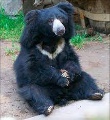 Different Kind Of Aww This Is A Sloth Bear Imgur Sloth Bear Indian Sloth Bear Bear