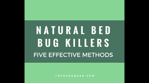 Their long history of environmentally friendly. Easy Steps To Get Rid Of Bed Bugs Permanently Video Included