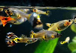 Check poison symptoms, diagnosis & treatments. Are Guppies Schooling Fish Fish Tank Master