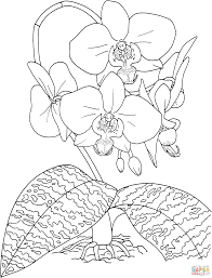 Dogs love to chew on bones, run and fetch balls, and find more time to play! Phalaenopsis Schilleriana Or Tropical Rosy Moth Orchid Gif 2153 2826 Flower Coloring Pages Flower Drawing Orchid Drawing