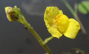 Image result for Utricularia stellaris
