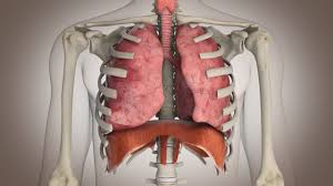 Nice to have a real mexican place. El Funcionamiento Del Sistema Respiratorio Youtube