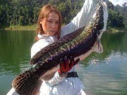 Snakehead fish on wn network delivers the latest videos and editable pages for news & events, including entertainment, music, sports, science and more, sign up and share your playlists. Snakehead Fishing In Malaysia