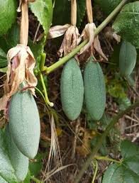 Les plantes sauvages comestibles, suite et fin. Banane Fruit De La Passion Banane Passiflora Mollissima Comestible 100 Eur 8 39 Picclick Fr