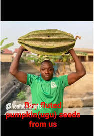 Image result for Telfairia occidentalis