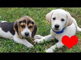 The beagle can be traced as far back to 16th century england, this breed was first used for hunting rabbits and other small animals. Beagle And Labrador Puppies A True Love Youtube