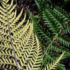 Image result for Pityrogramma aurantiaca