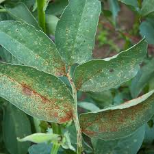 We did not find results for: Broad Bean Rust Alan Buckingham