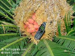 We did not find results for: Cycas Revoluta Sago Palm King Sago Toptropicals Com