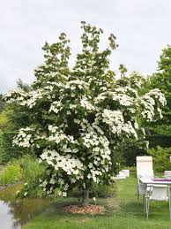 Cornus Kousa China Girl Japanischer Blumenhartriegel Garten Pflanzen Japanischer Blumenhartriegel Straucher Garten