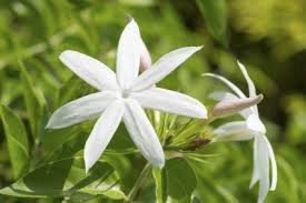 It flowers several times during the year. Common Jasmine Varieties What Are Some Different Types Of Jasmine