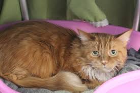 Diese bekommst du kaum bis gar nicht zu gesicht. Welcher Katzenfreund Hat Platz Und Musse Fur Maine Coon Kater Merlin