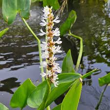 Image result for Pontederia