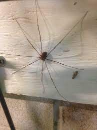 Daddy long legs spider in its web, common house spider, cannibalistic specie when food is scares. Myth Grand Daddy Long Legs Are The Ruffner Mountain Facebook