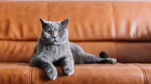 How To Stop Cats From Scratching Furniture Purina