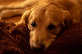 It's a great advantage for us and our dogs to be able to hunt and train on this land. Golden Retriever Breeders Wisconsin Reviewed Breeder Review