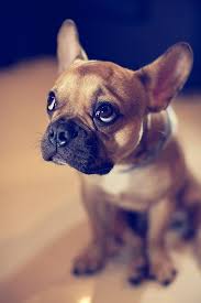 Fransiz Bulldog Kopegi Puppies Cute Puppies Cute Animals