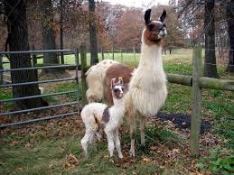 Baby Llama Marengae And Mom Cha Cha Wild Animals Photography Animals Wild Animal Photography