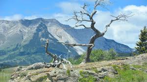 Crowsnest Pass Travel Guide | Crowsnest Pass Tourism - KAYAK
