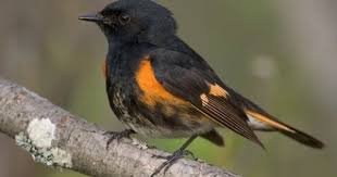 American Redstart Bird Photo Wild Birds Bird Watchers