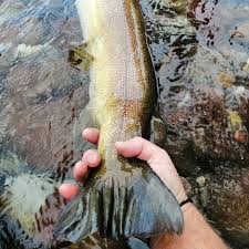 Quindi se non hai portato con te la canna da pesca e tutto l'occorrente per una giornata sul fiume. Associazione Pescatori Alto Sarca Regorie R1 Alto Sarca Facebook