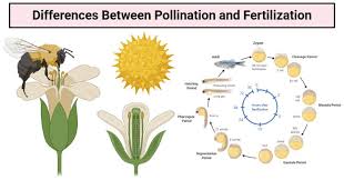 12 Differences Between Pollination And Fertilization In 2020 Pollination Fertility Yucca Plant
