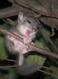 Junger Siebenschlafer Forum Fur Naturfotografen Siebenschlafer Susse Tiere Tiere