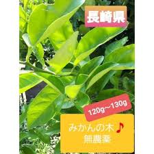 みかんの葉 無農薬 120g 枝付きカット アゲハチョウの通販 By ママりん1968 S Shop ラクマ