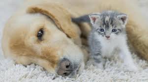 How to tell if your dog is sick. How To Know If Your Dog Or Cat Is Sick Signs Of A Sick Cat Or Dog