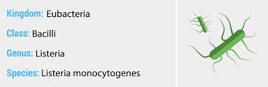 The listeria bacterium is able to enter and survive within immune cells such as macrophages. Listeria Monocytogenes Quip Labs