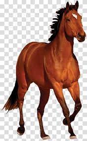 Brown Horse Illustration Mustang Bay Running Horse Transparent Background Png Clipart In 2021 Horse Illustration Horses Brown Horse