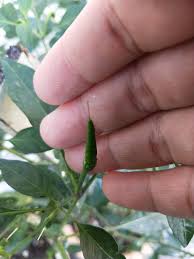 Green garden resources 2 years ago. Tanam Cili Asyik Tak Jadi Dan Serangan Serangga Perosak Wanita Ini Kongsi Tiga Petua Supaya Pokok Kekal Subur Keluarga