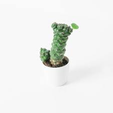 Image result for Monadenium