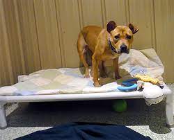 We did not find results for: Animal Rescue Shelters And Adoption Information In New Hampshire