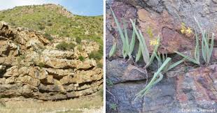 Image result for Grona setigera