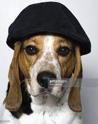 Hound Dog Wearing Black Cap Dog Wear Dogs Hound Dog