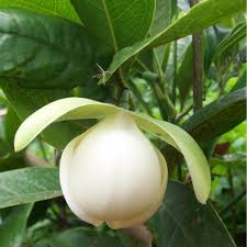 Bunga lily dikenal sebagai bunga bakung dengan warna putih yang sangat anggun. Aroma Khas Bunga Kenanga Karena Aroma Bumi Herbal Dago Facebook