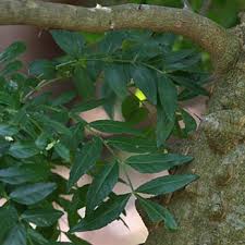 Image result for Zanthoxylum capense